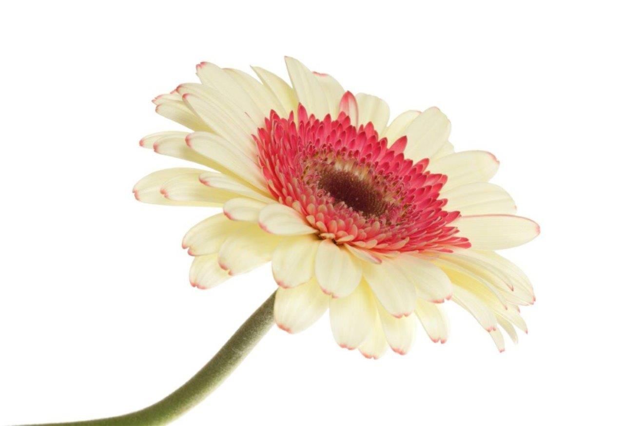 Floare de gerbera