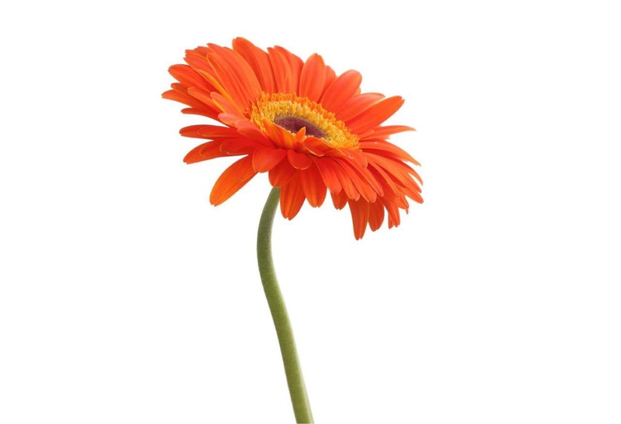 Floare de gerbera