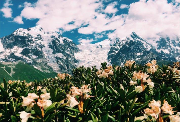 Rododendron - Svaneti, Georgia