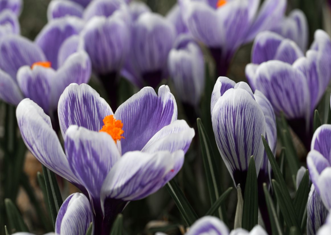 Crocus