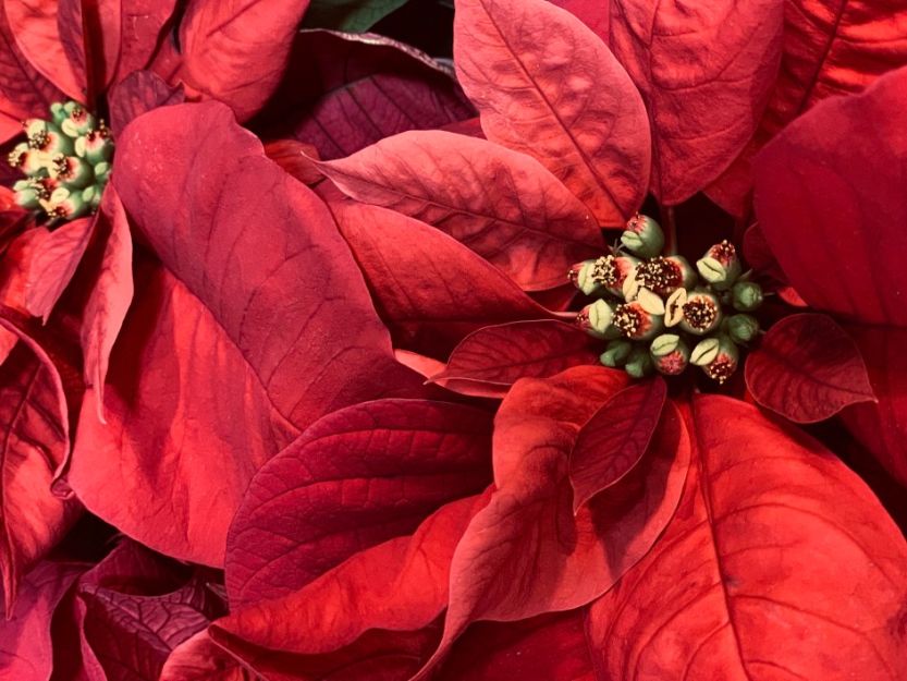 Poinsettia - Craciun Fericit - Flori rosii