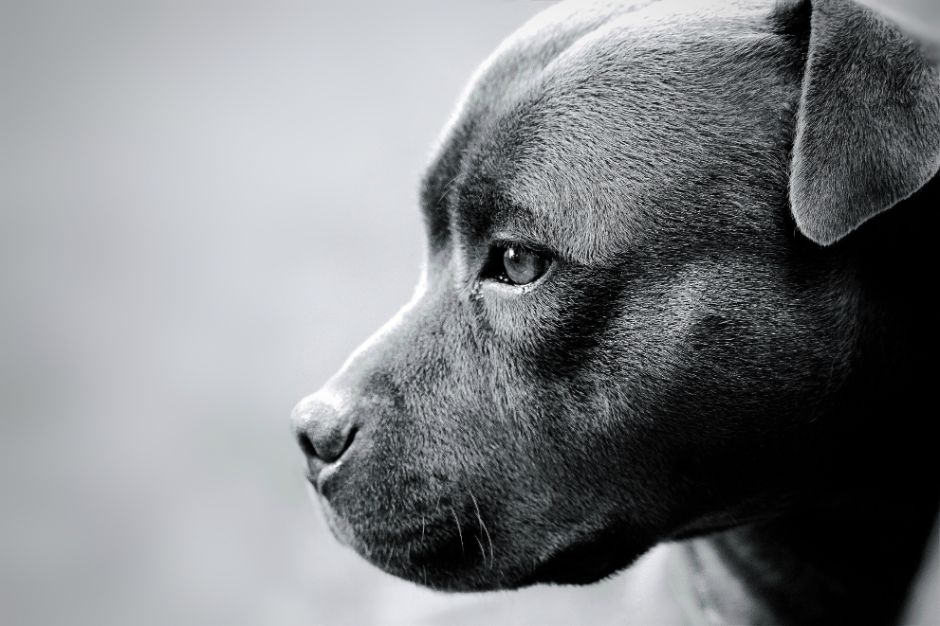 Frumos staffordshire bull-terrier 